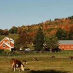 How We Partner with Local Farms