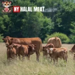 Animal Welfare in Halal Meat Farming