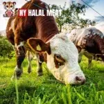 Is Halal Grass-Fed Beef Better?